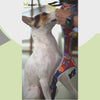 Pet And Parents Indie Floral Reversible Harness for Dogs