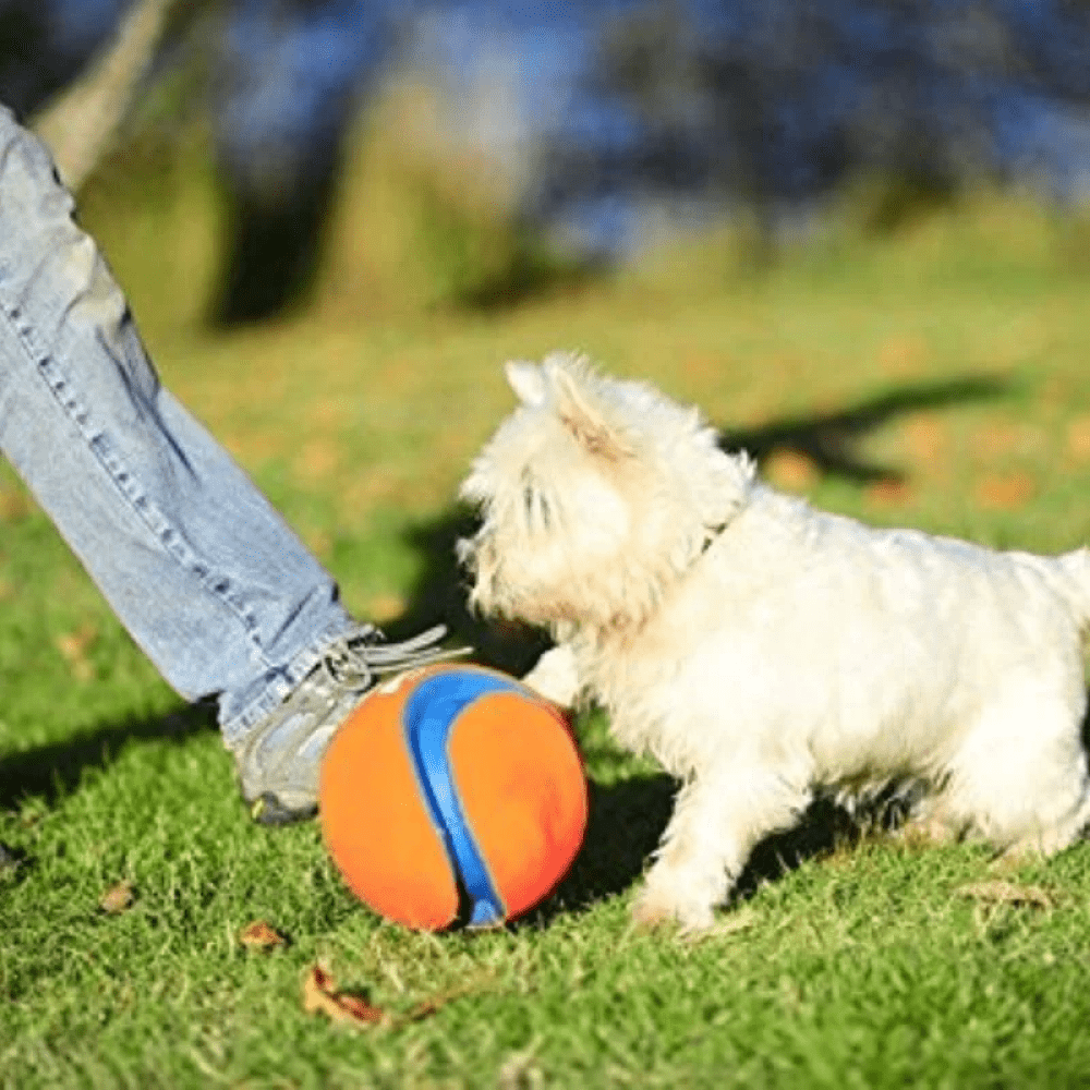 Chuckit Kick Fetch ball Toy for Dogs Orange Supertails