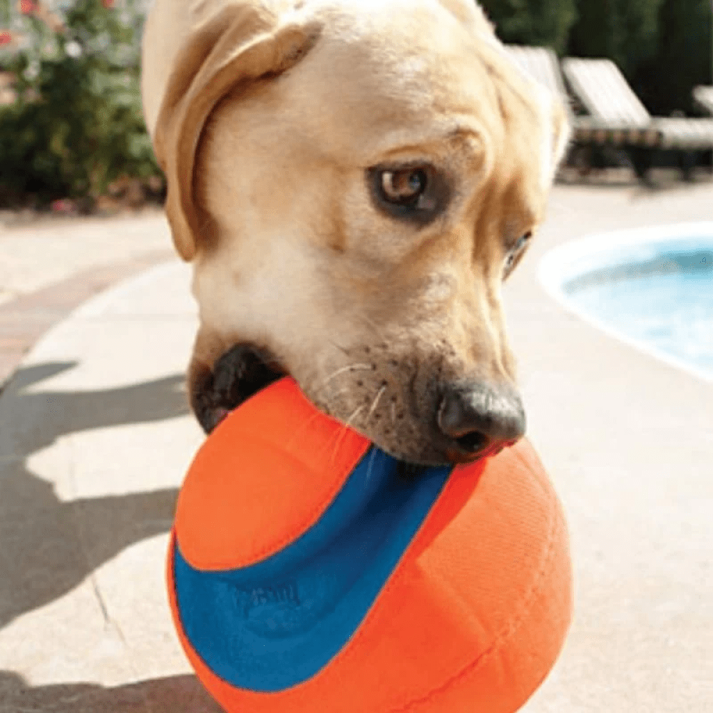 Chuck it kick fetch ball best sale