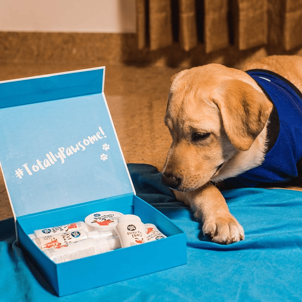 Captain Zack Miniature Box for Dogs
