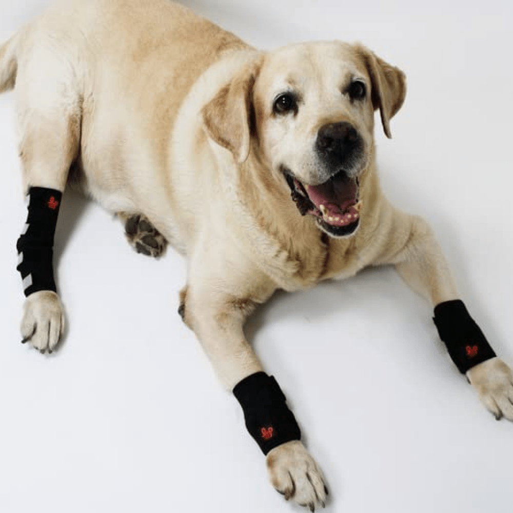 Lana Paws Front Leg Braces for Carpal Support and Mobility for Dogs and Cats (Black)