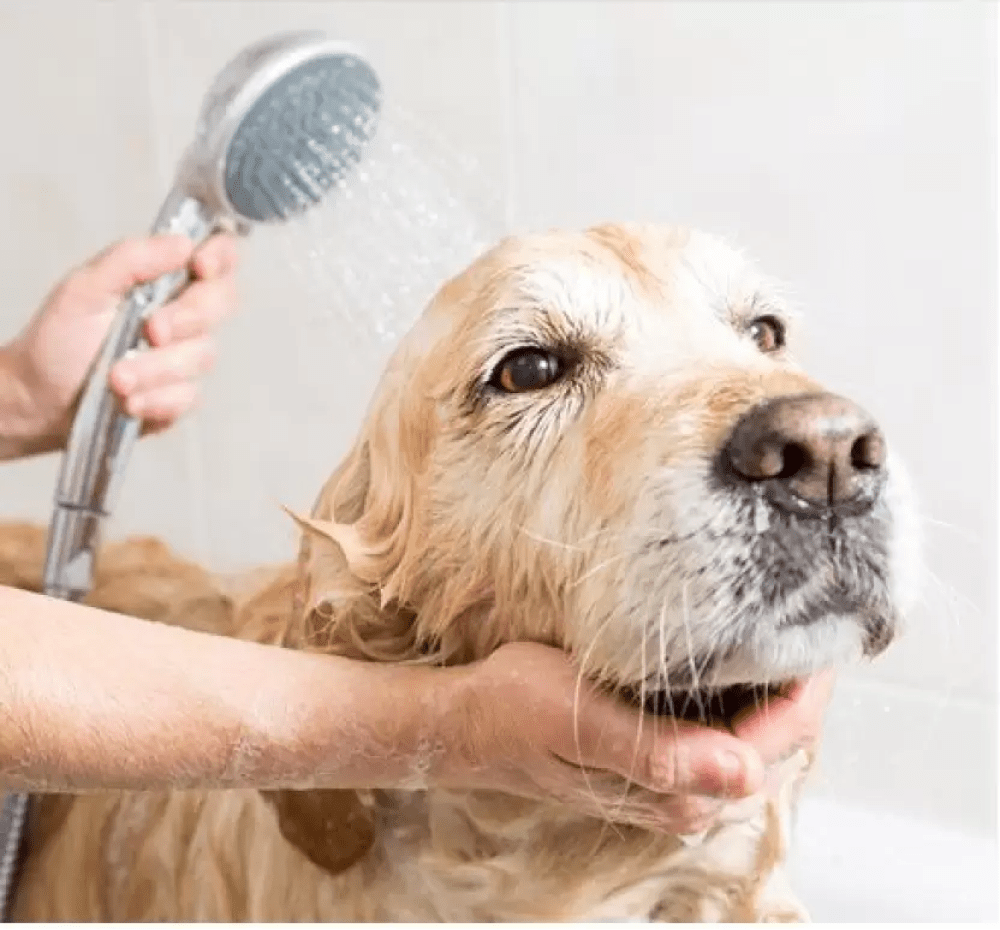 M Pets Pure Jojoba Oil Shampoo for Dogs