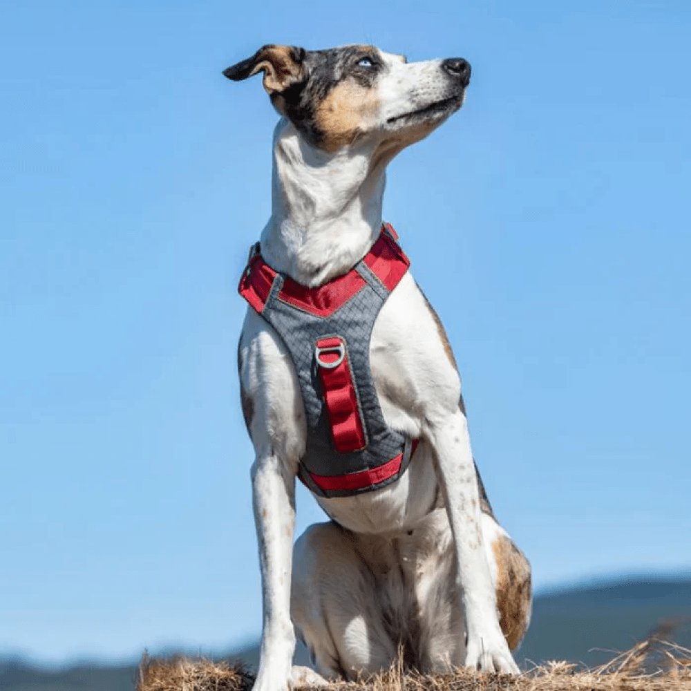 Kurgo Journey Air Harness for Dogs (Barn Red)