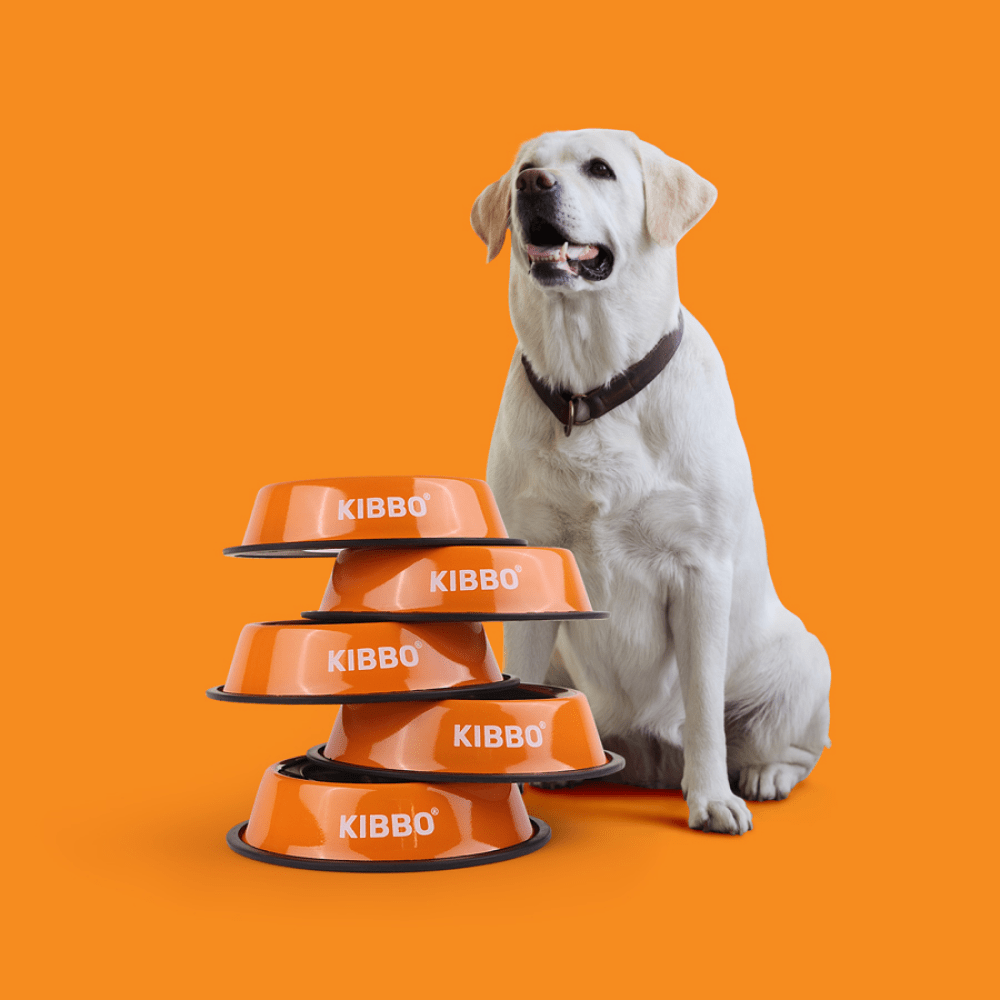 Kibbo Anti Skid Stainless Steel Bowl for Dogs and Cats (Orange) Both-Bowls & Feeders Kibbo