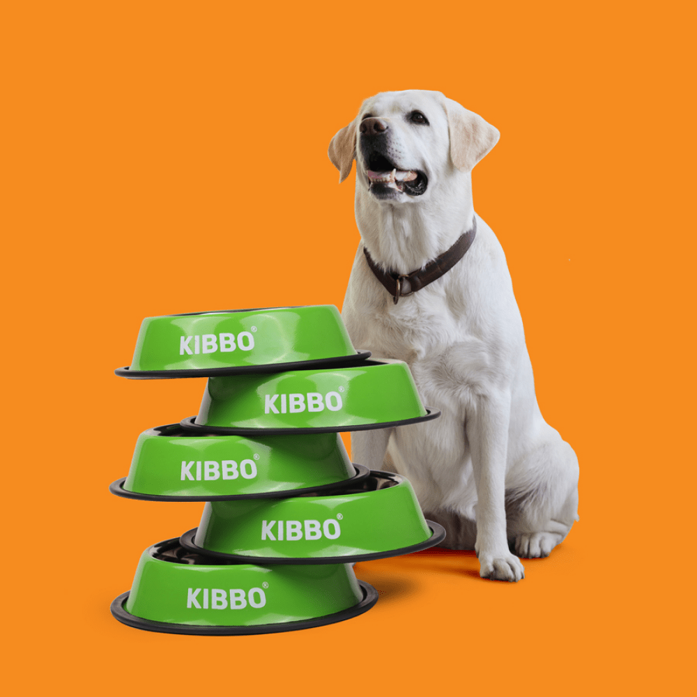 Kibbo Anti Skid Stainless Steel Bowl for Dogs and Cats (Green)