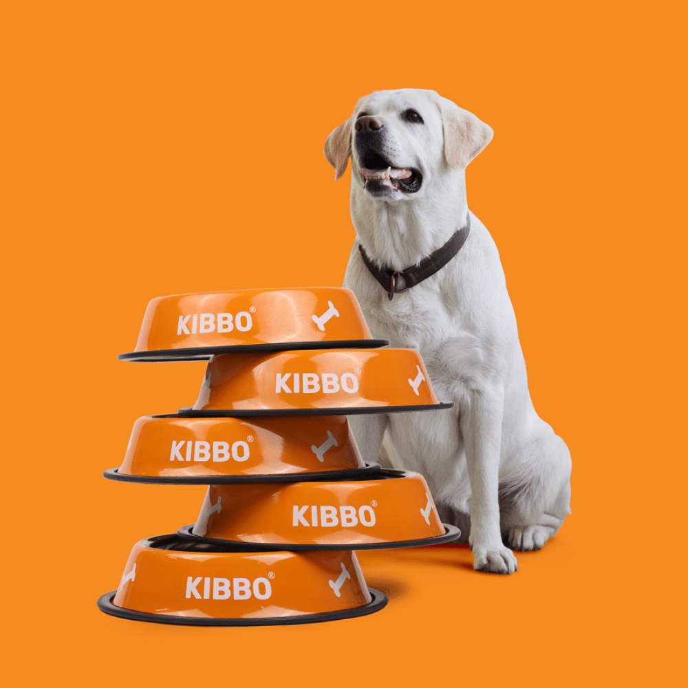Kibbo Anti Skid Stainless Steel Printed Bowl for Dogs and Cats (Orange)