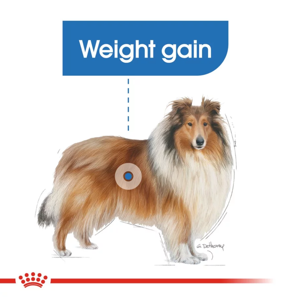 Royal Canin Maxi Light Weight Care Dog Dry Food