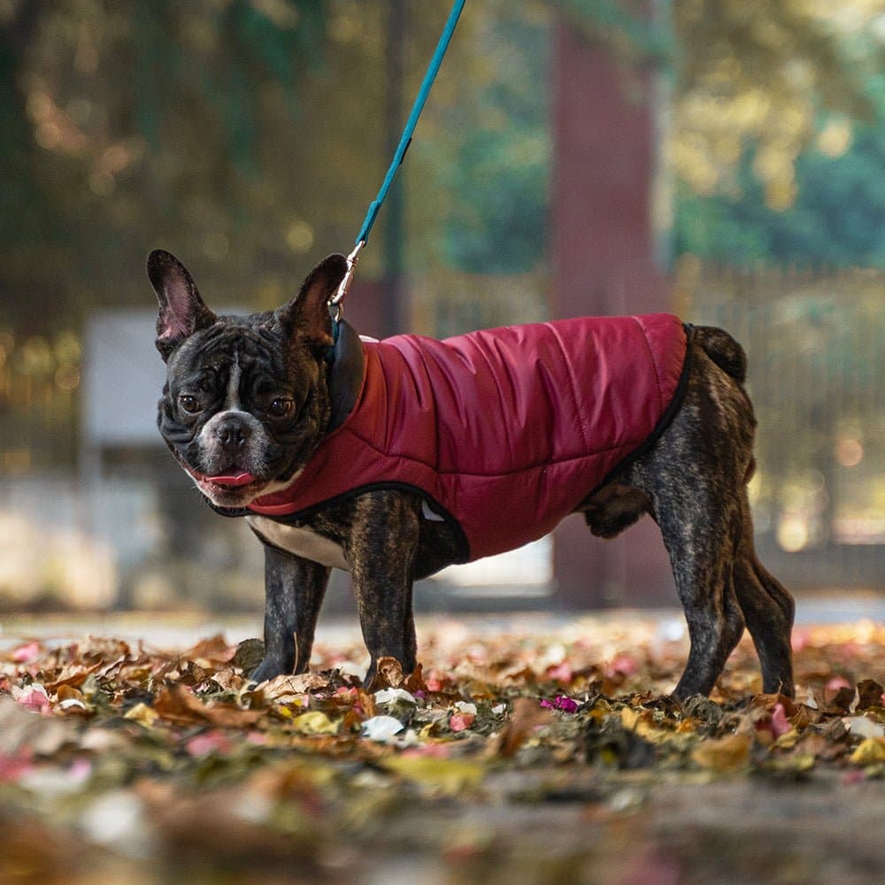 Dear Pet Quilted Jacket for Dogs (Maroon)