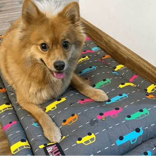 Mutt of Course Need Fur Speed Mat for Dogs and Cats