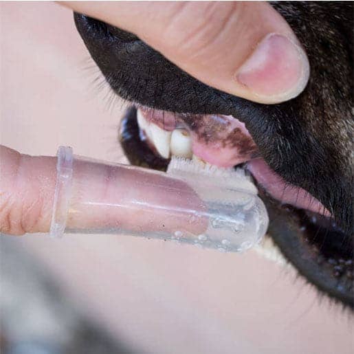 Pawsindia finger Toothbrush for Dogs and Cats
